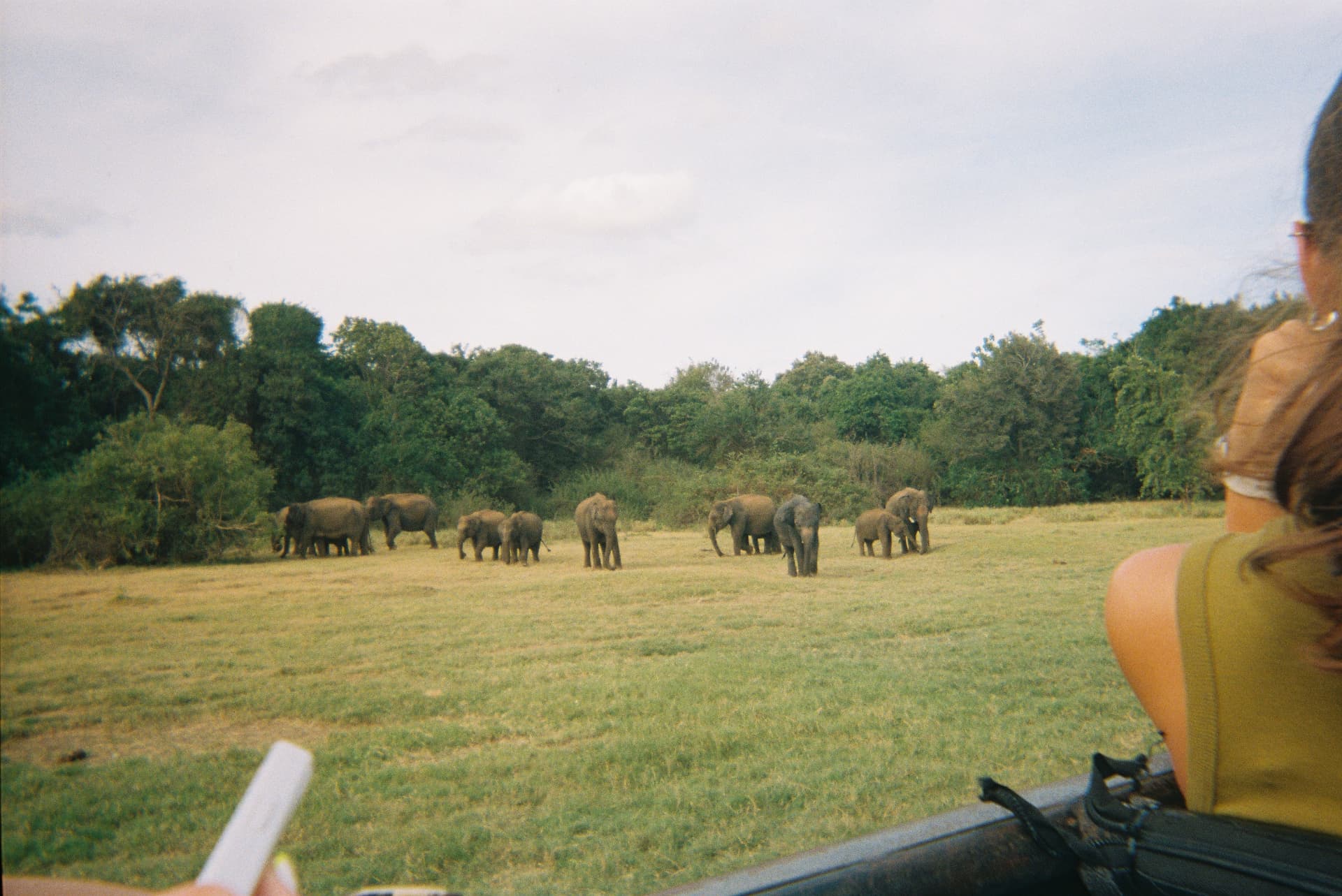 Herd of elephants with calves grazing seen from a safari jeep