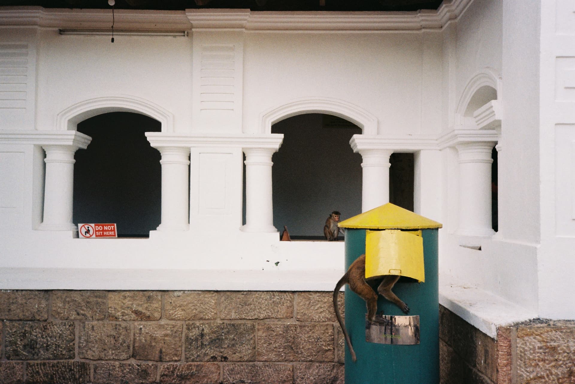 A monkey climbing inside a red post box in front of white temple arches