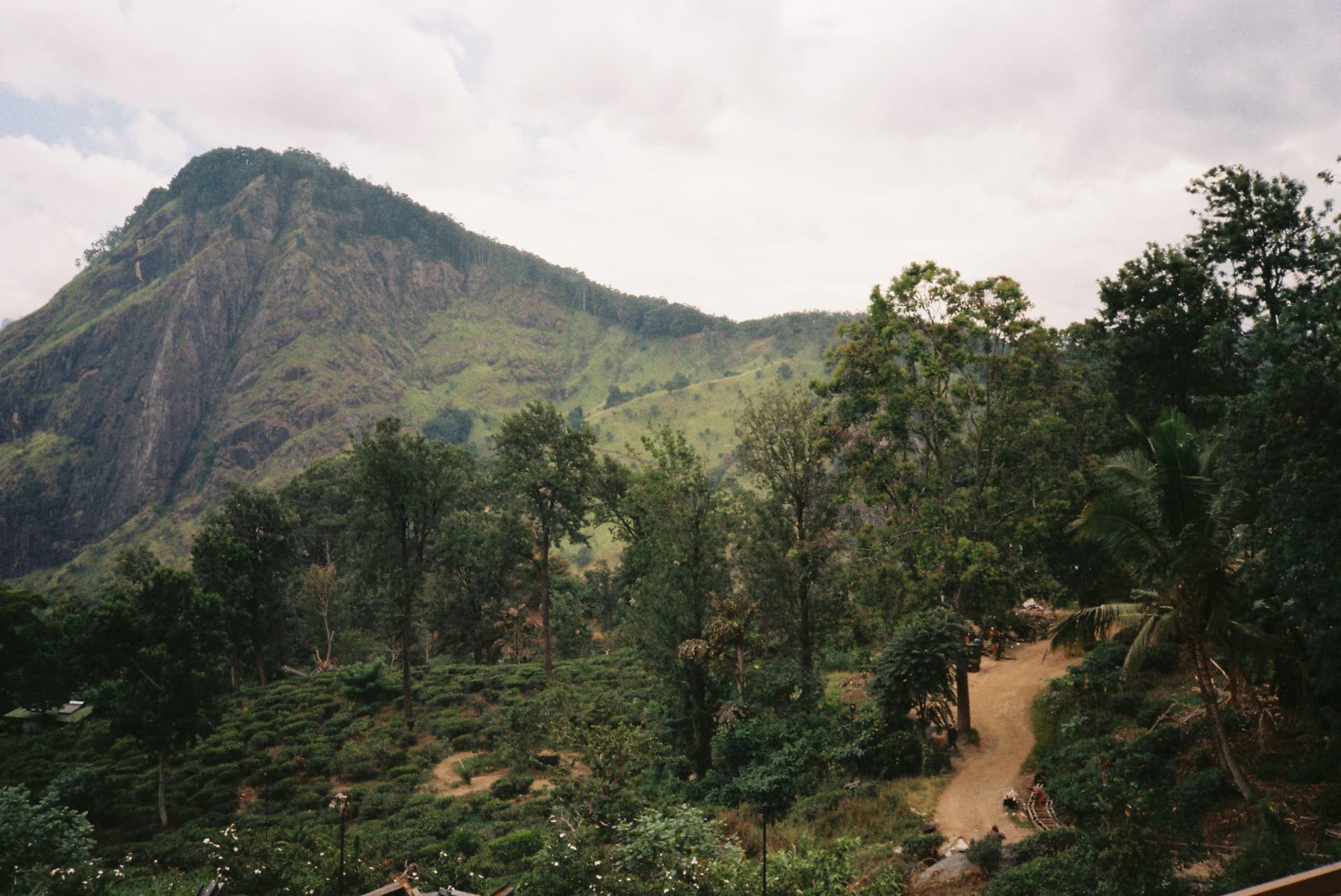 Little Adam's Peak rising above tea plantations under a pale sky