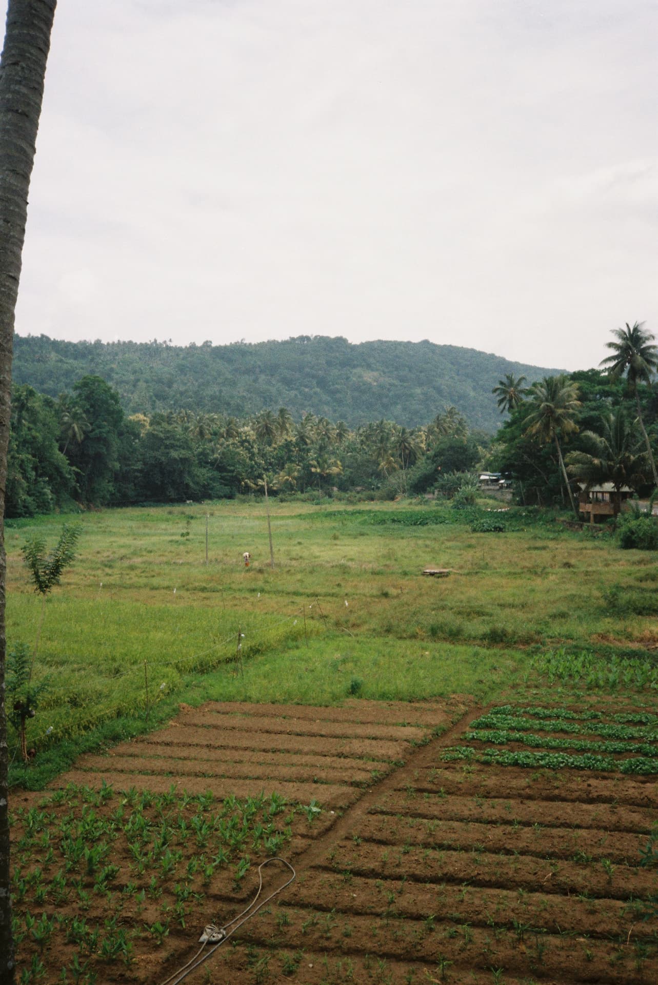 Green paddy fields and vegetable beds below forested hills
