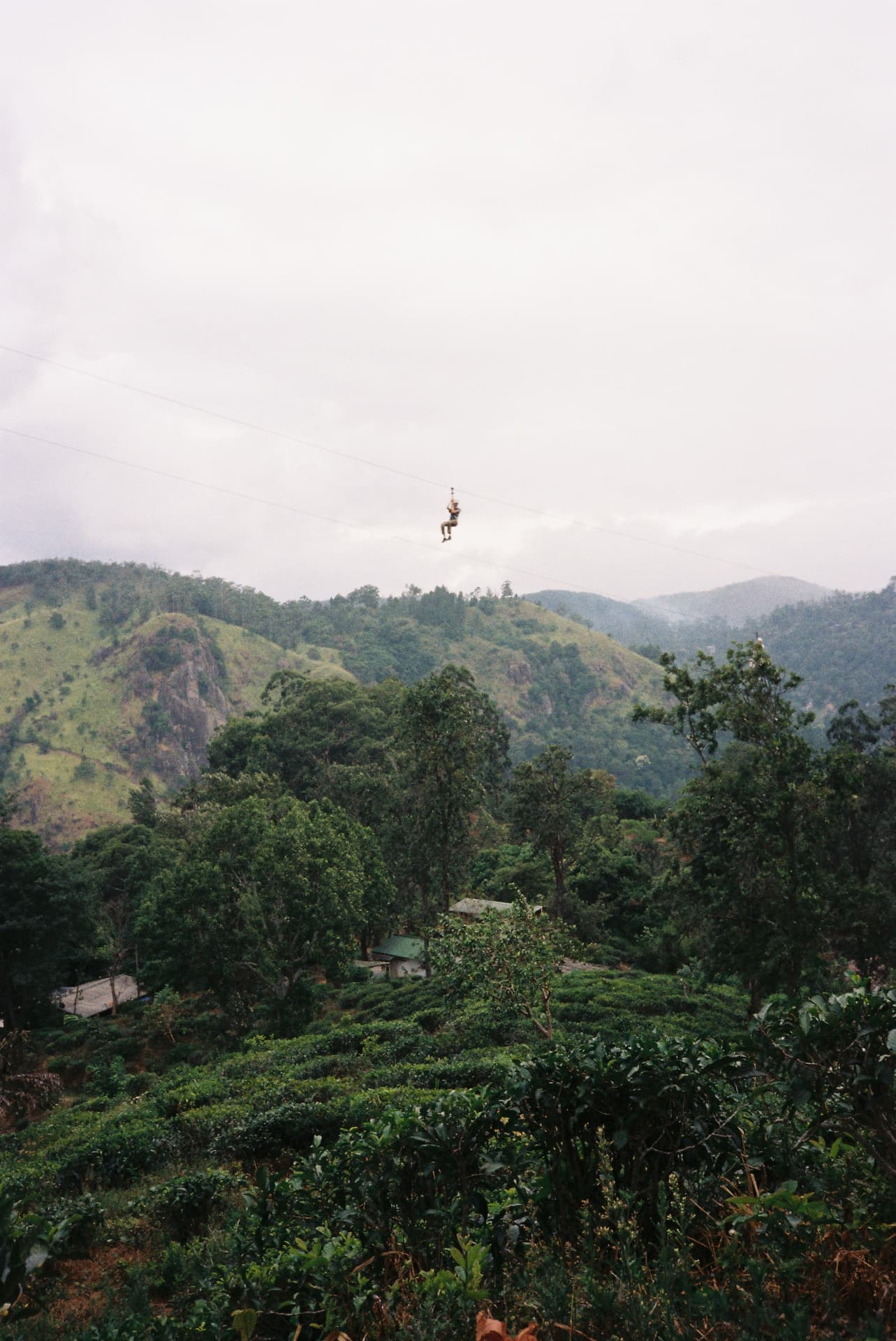A person ziplining above the green hills and tea fields of Ella