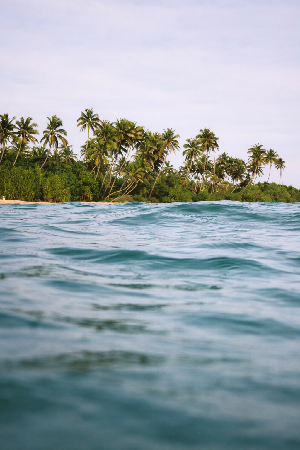 Palm trees on the shore seen from the turquoise water